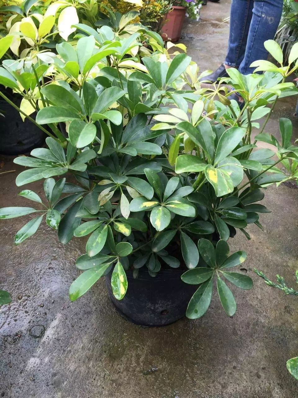 吸甲醛最快最有效的植物排名第一,吸甲醛最快最有效的植物排名