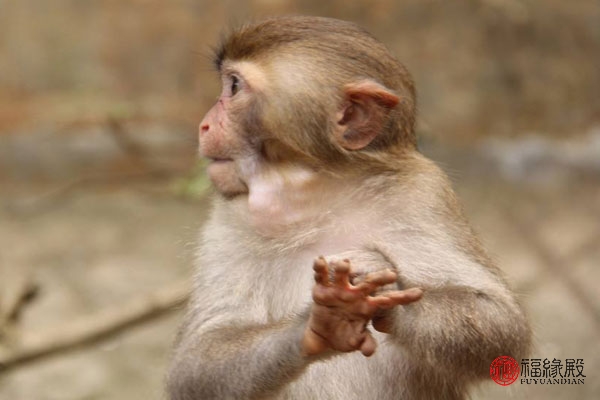 1992年属猴女和1992年属猴男,1992年属猴男一生婚姻