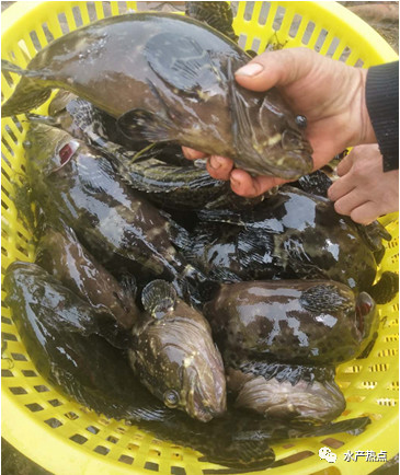 谈石斑鱼幼苗价格,2021年养殖的石斑鱼价格