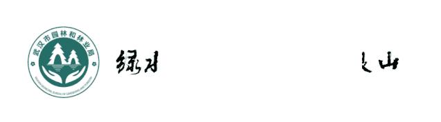 泥蜂筑巢的泥是哪来的,泥蜂能用泥巴筑巢吗