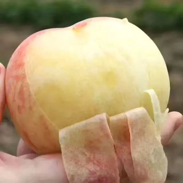 果期仅15天，*安泰**半野生珍珠杏！一口咬下满满桂花香，从牙齿蜜甜到腰！|吃货精选