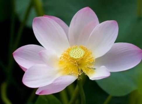 每年入伏是怎么算的,入伏怎么算日子呢