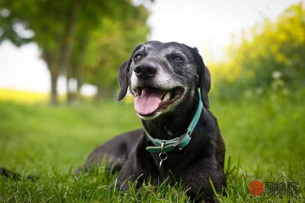 79年属羊和82属狗的婚姻,82属狗一生有几次婚姻状况