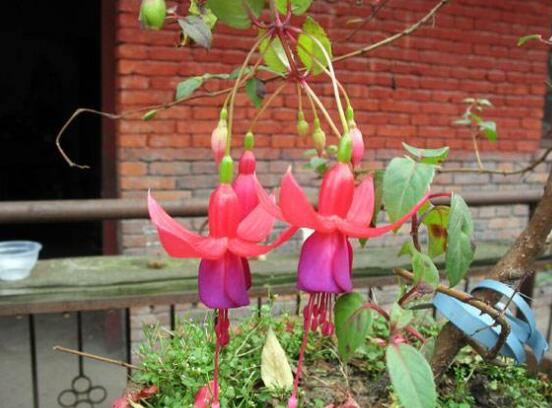 倒挂金钟夏季突然蔫怎么解决,倒挂金钟叶子发蔫原因及补救方法