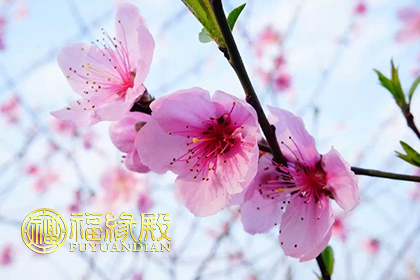 催桃花最灵验方法,催桃花求姻缘方法