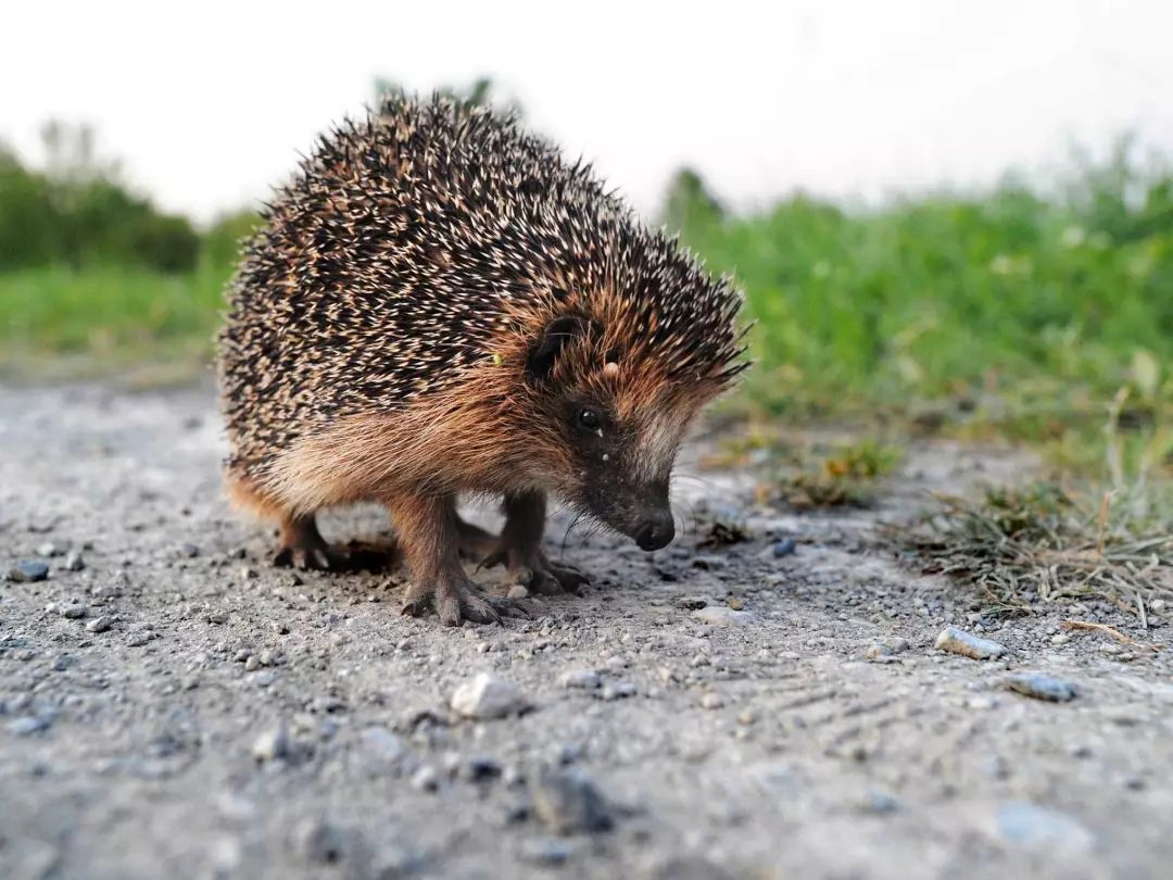 扎刺星人百科,扎星人刺猬养成攻略