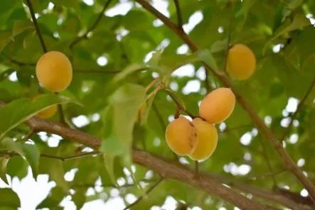 瀹夊笀澶ц瓒呰秺瀹夊ぇ,瀹夊笀澶у畨鍐滃ぇ