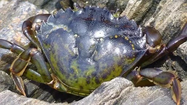超级凶的青蟹,澳洲青蟹泛滥成灾