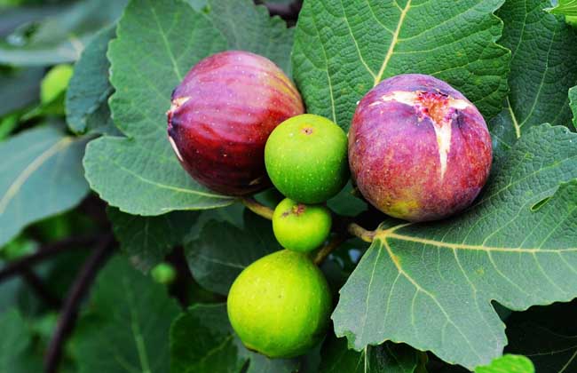 无花果干要怎么保存,无花果枝条冬季保存