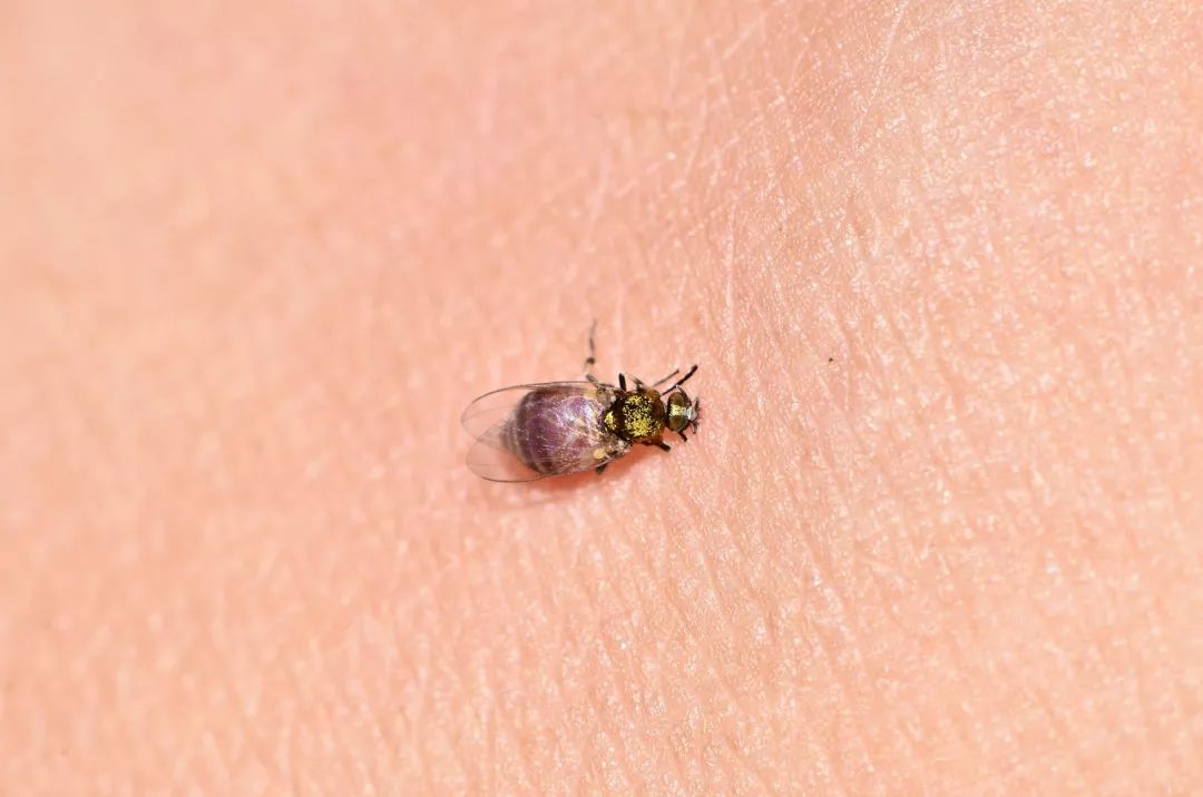 一些吸血的昆虫蜱虫,好多小虫子吸血