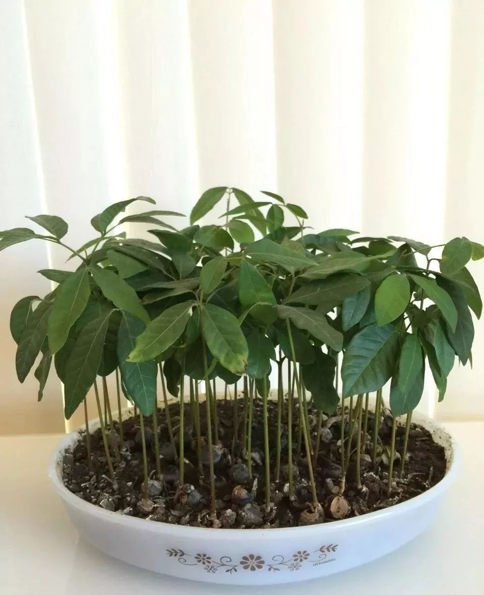 龙眼种子放在土里几天出芽,龙眼种子放水里能种出来吗