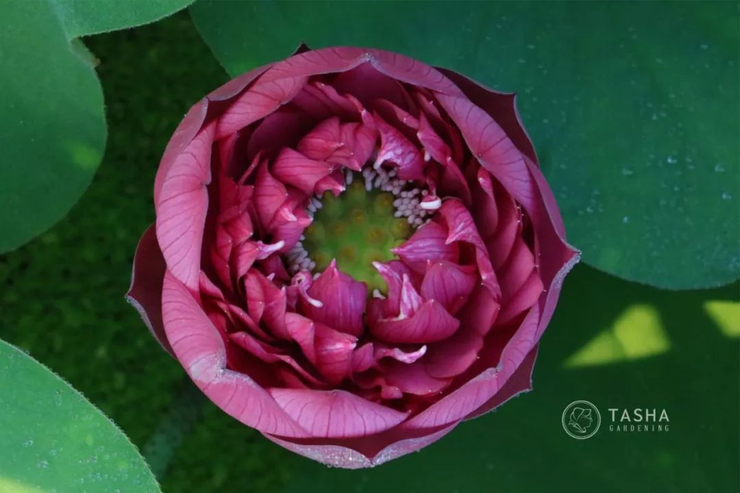 碗莲出现僵苗怎么补救,碗莲烂茎发黑怎么办