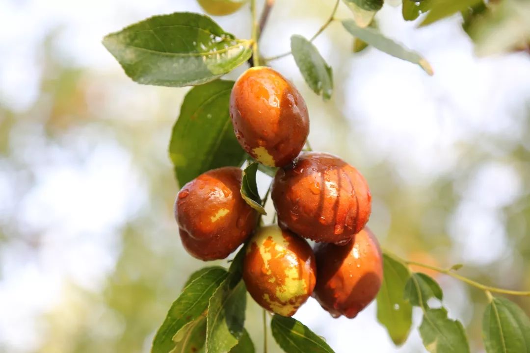 等你!认领相枣树,延续你与它的千年之约~