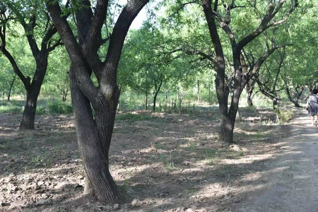 等你!认领相枣树,延续你与它的千年之约~