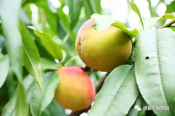 红桃子,红桃子成熟季节