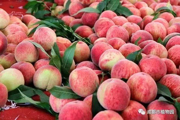 红桃子,红桃子成熟季节