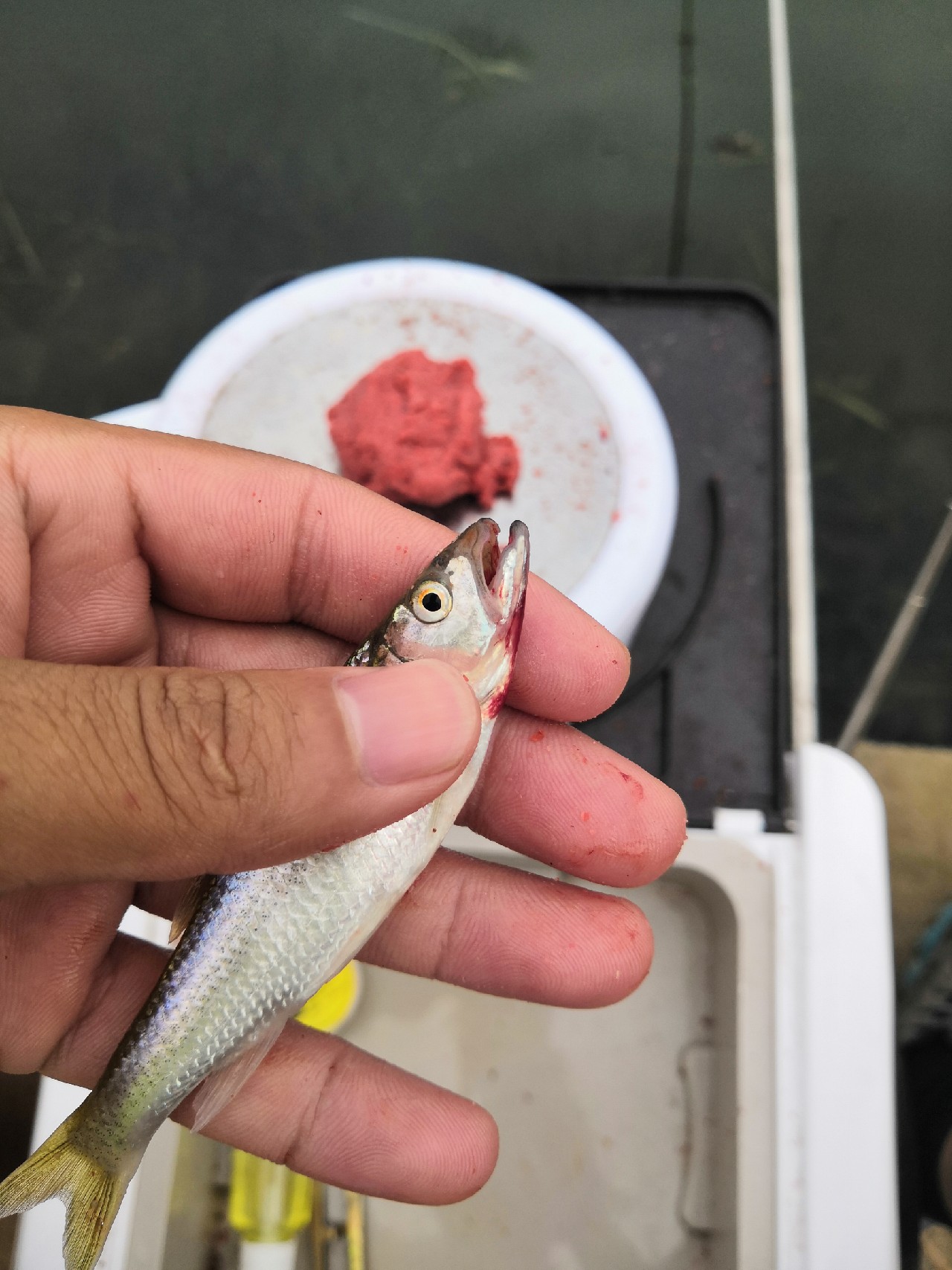 首钓笤溪钓位全靠枪逛拉逆鱼兼钓获多鱼种~