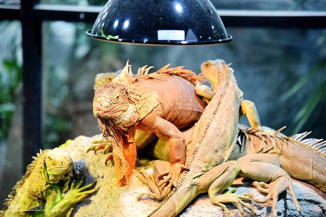 厦门带娃游玩景点推荐最新,厦门带娃必去景点攻略推荐