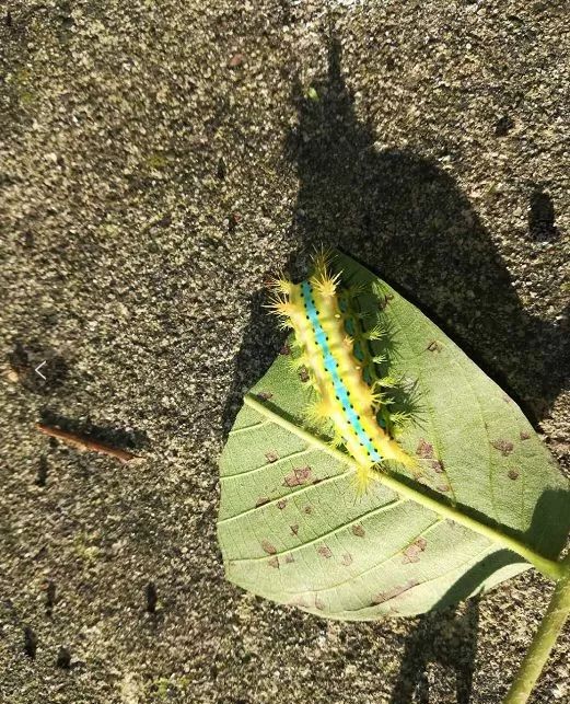灭它！啃食叶片，蜇人还巨疼~
