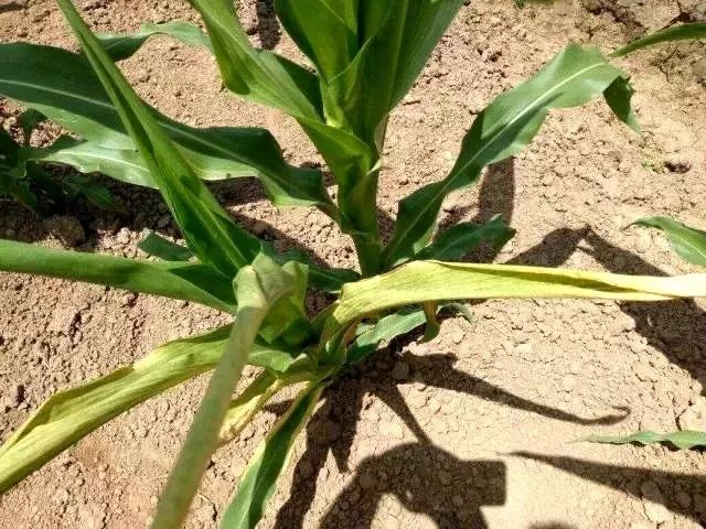 玉米最近发生的大事,玉米出事了怎么回事