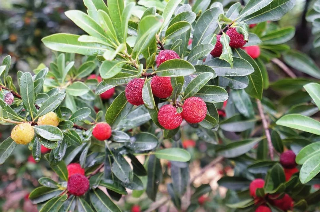 这座跟着周杰伦空降热搜的杨梅味小城,休渔期也能让你吃得满嘴鲜