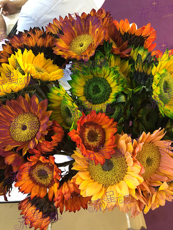 流星花园花店加盟费多少钱,流星花园鲜花加盟店巨鹿