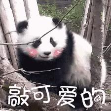 怀孕的你，就是家人眼中最尊贵的大熊猫