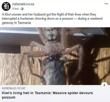 澳大利亚现巨型蜘蛛,澳大利亚巨型蜘蛛在哪出现