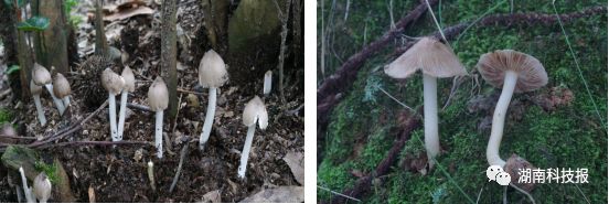 误食毒蘑菇的症状,误食毒蘑菇临床表现