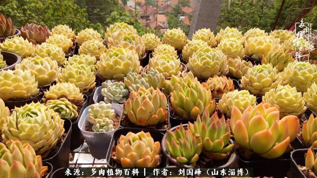 高温天气怎么养护多肉花,新手夏天养多肉5个保命秘籍