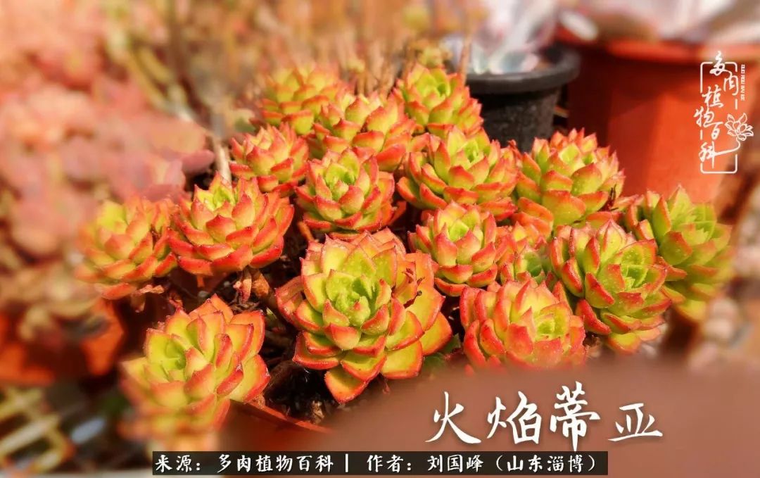 高温天气怎么养护多肉花,新手夏天养多肉5个保命秘籍