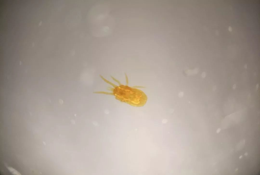 贴上它手机镜头秒变显微镜,贴在手机上的显微镜