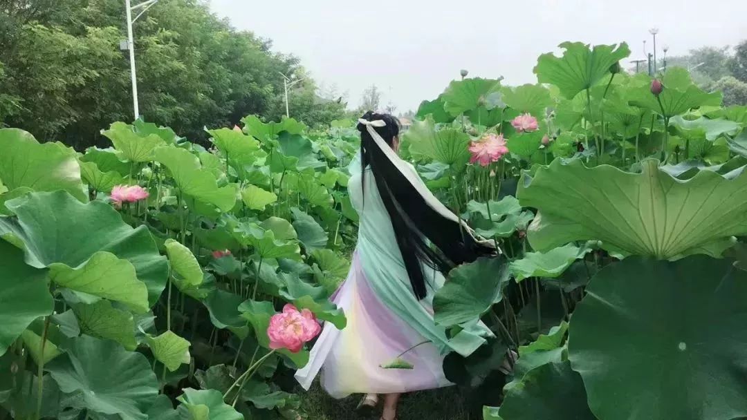 小荷已露尖尖角！陕西这5个清新荷塘雨中沁香，朦胧又诗意~