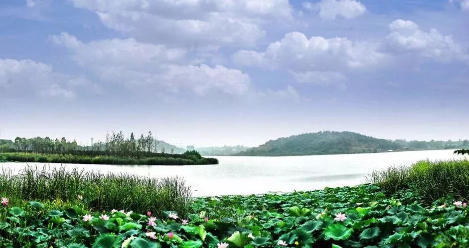 醉美荷花季,醉美荷花花海图片