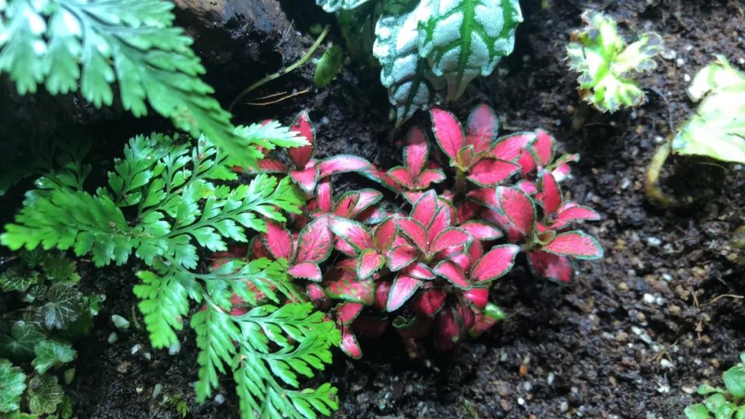雨林缸小朋友,在家造了个雨林