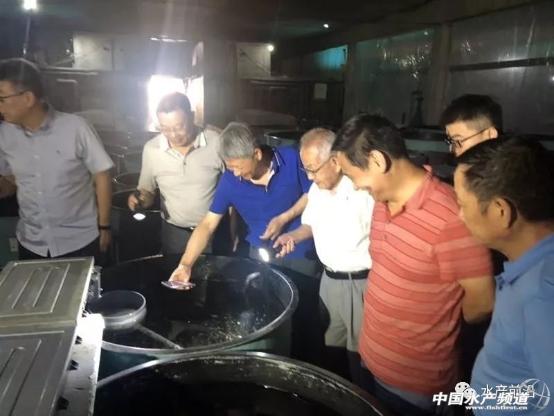 墨瑞鳕养殖成本,墨瑞鳕工厂化循环水养殖