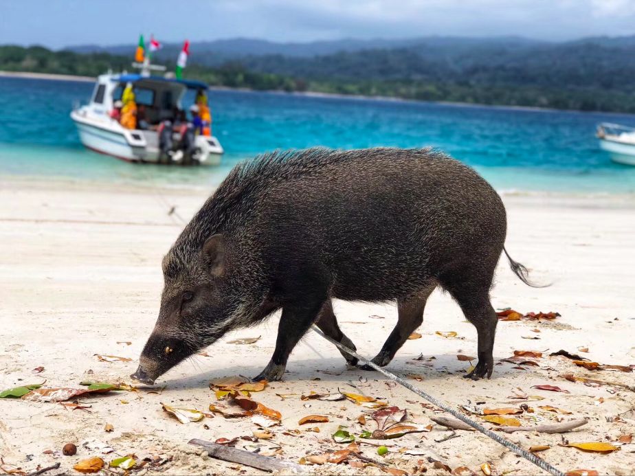 挖到一座免签直飞的超冷门海岛！火山浮潜摸小鹿，好玩秒杀巴厘岛