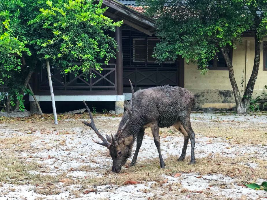 挖到一座免签直飞的超冷门海岛！火山浮潜摸小鹿，好玩秒杀巴厘岛