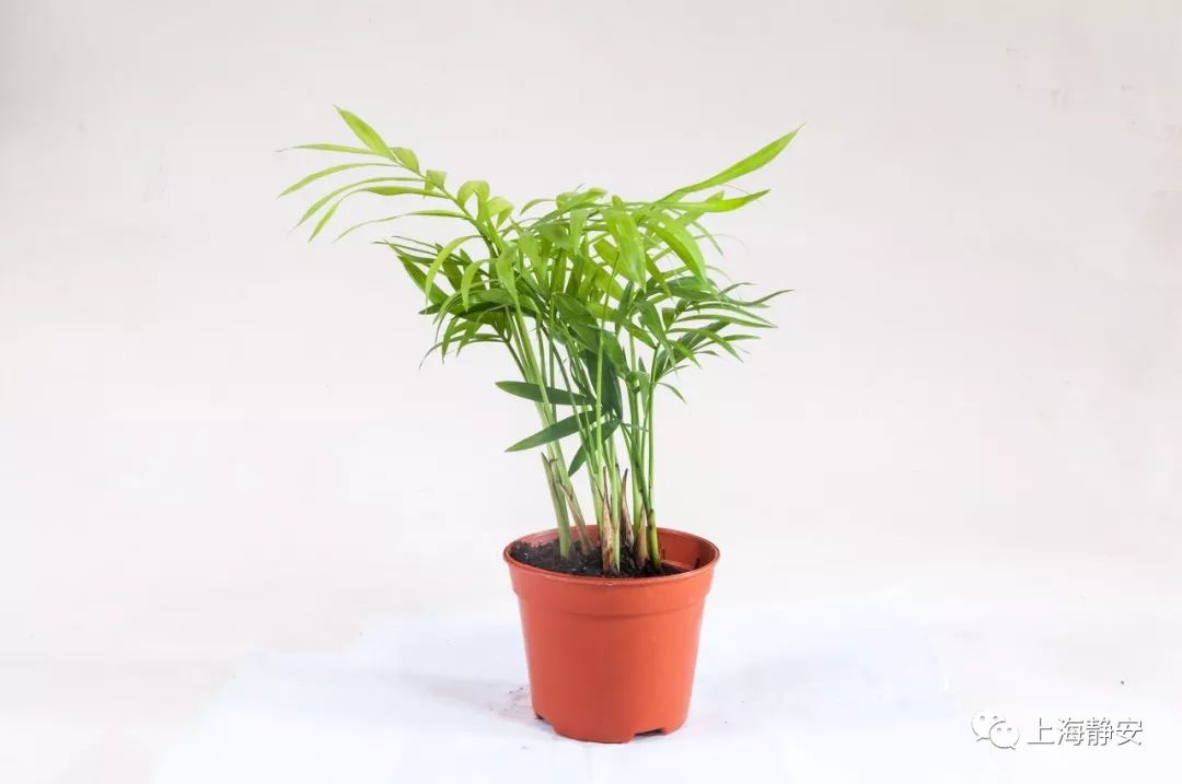 吸收甲醛最佳的十种植物排行榜,吸甲醛最快最有效的植物排名