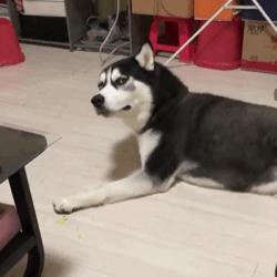 ofo新套路大揭秘,ofo大败局深层解析