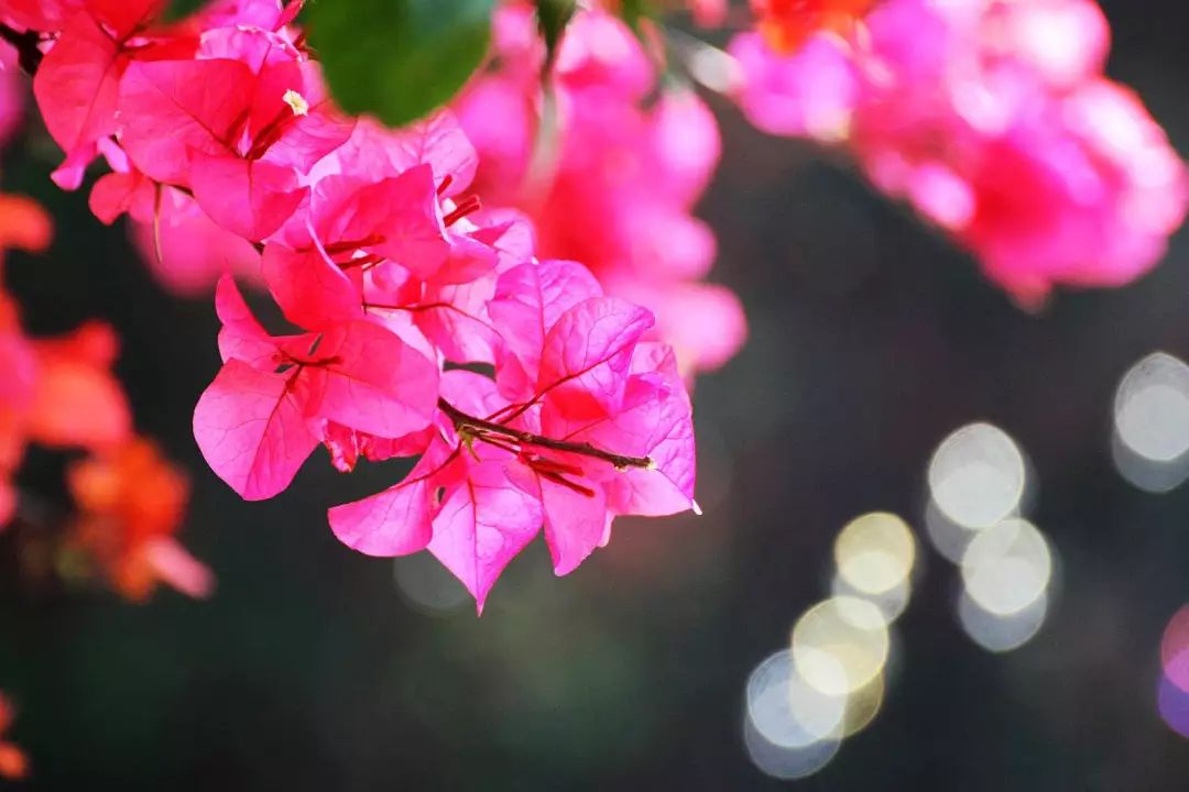 厦门攻略来厦门一定要看的攻略,厦门攻略必逛