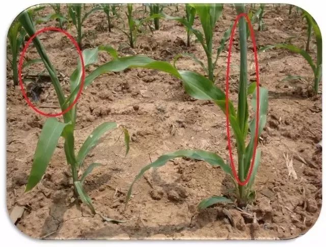 玉米最近发生的大事,玉米出事了怎么回事