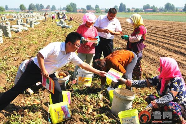 点豆成金——农商行平度支行多网点“帮农忙”助力乡村振兴