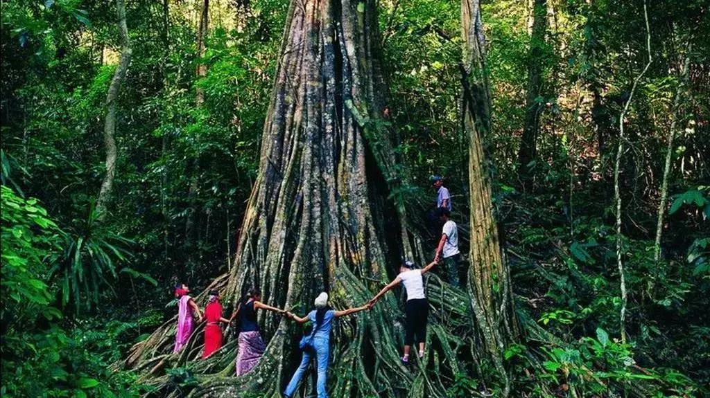 来西双版纳，做大自然的学生|雅居乐·西双林语夏令营开始报名啦