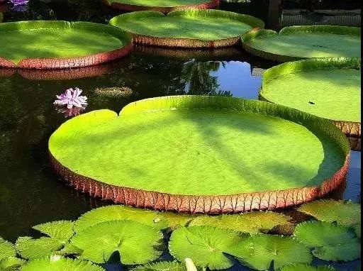 来西双版纳，做大自然的学生|雅居乐·西双林语夏令营开始报名啦