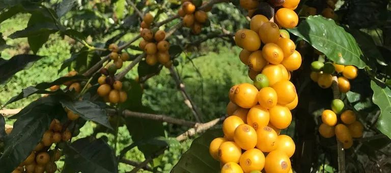 哥斯达黎加咖啡,哥斯达黎加阿拉比卡咖啡