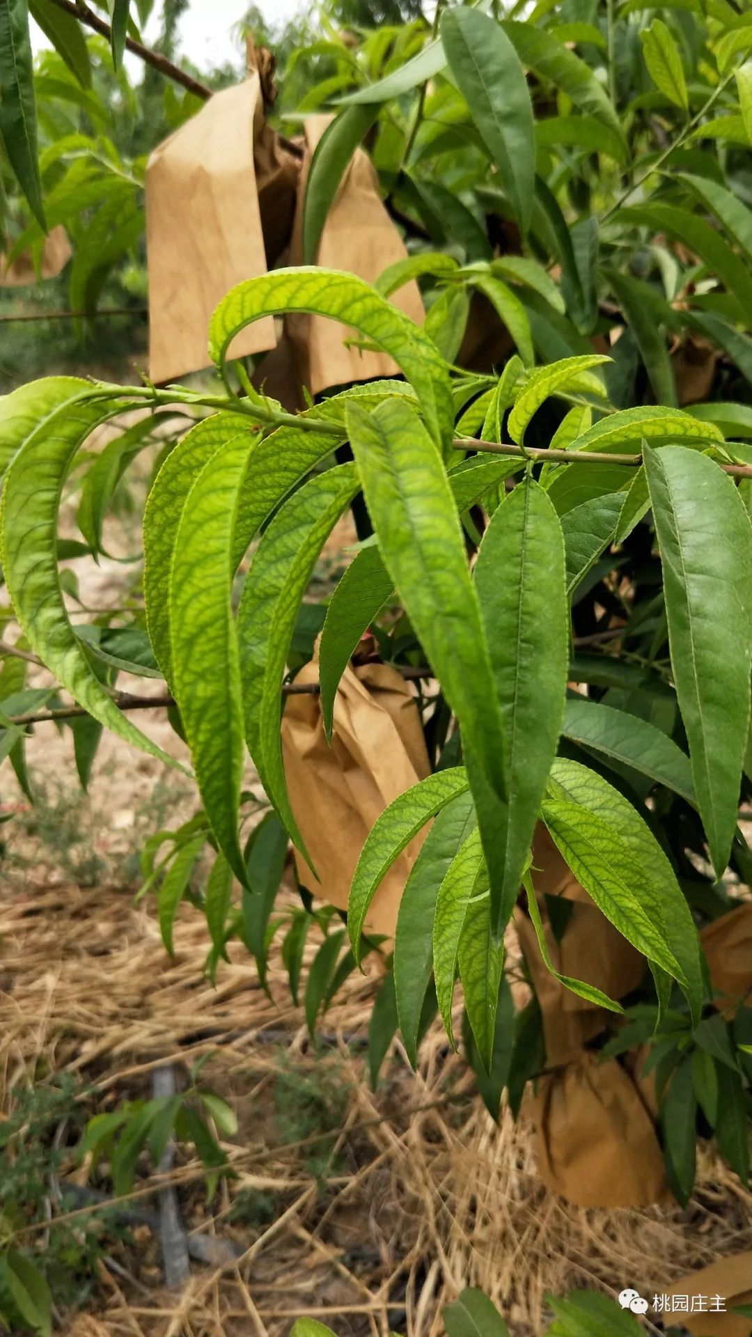 桃树叶片发黄怎么补救,桃树初期叶片发黄缺什么化肥