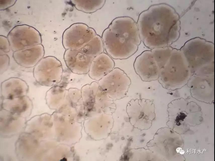 7月份天津地区对虾池塘常见问题及处理