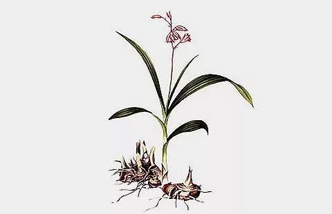 白芨根粉的美容功效与作用,白芨加什么可以美容美白