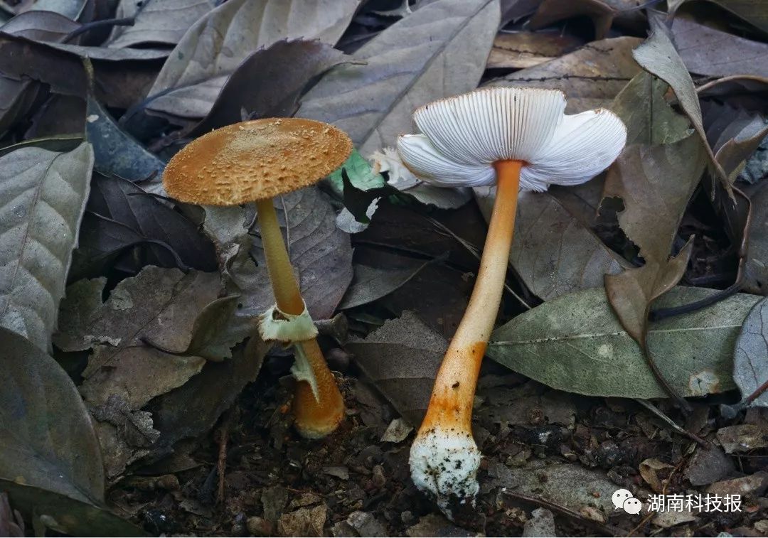 误食毒蘑菇的症状,误食毒蘑菇临床表现